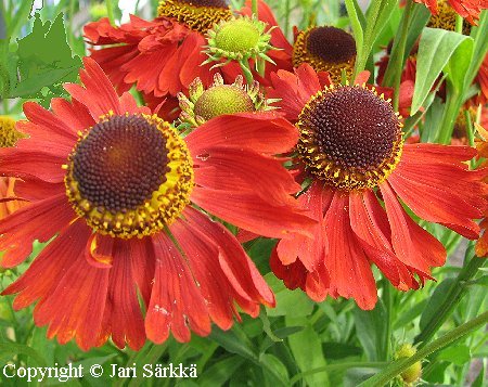 Helenium Autumnale-ryhm&auml; 'Moerheim Beauty'